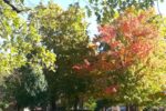Thumbnail for the post titled: Lack of rainfall could shorten fall colors viewing