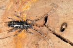 Thumbnail for the post titled: Check trees now for Asian longhorned beetle