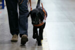 Thumbnail for the post titled: Leader Dogs for the Blind and Midwest Eye Consultants Announce Partnership