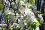 Thumbnail for the post titled: Avoid planting ornamental pear trees