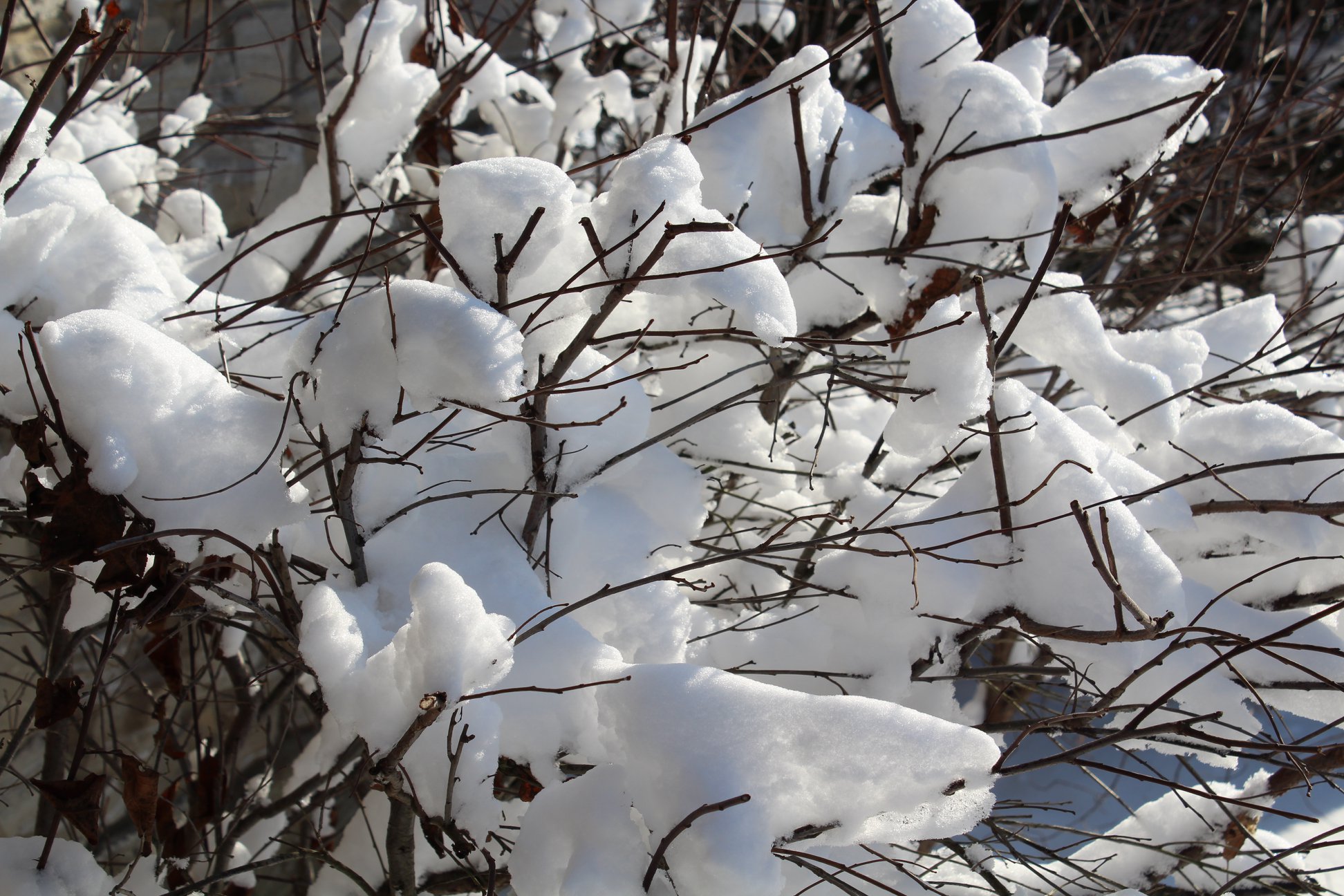 Snowy branches
