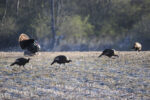 Thumbnail for the post titled: Volunteers needed to count turkey broods