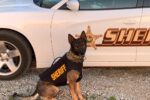 Thumbnail for the post titled: Cass County Sheriff’s Office K9 Zeno has received donation of body armor