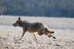 Thumbnail for the post titled: Increase in winter coyote sightings is no cause for alarm