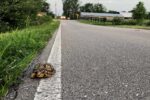 Thumbnail for the post titled: Watch for nesting turtles on roadways