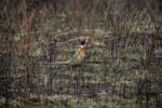 Thumbnail for the post titled: Reserve a spot for put and take pheasant hunts, Sept. 5, 2020