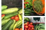 Thumbnail for the post titled: Garden produces 80 pounds for Emmaus Food Pantry