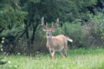 Thumbnail for the post titled: A few reminders for deer hunters