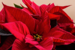 Thumbnail for the post titled: 4-H Junior Leaders taking orders for poinsettia sale through Nov. 13, 2020