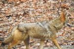 Thumbnail for the post titled: Winter coyote sightings are no cause for alarm